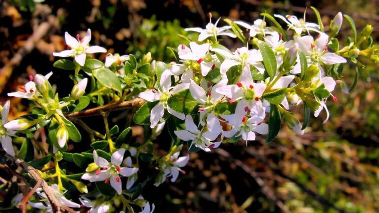 Buk leaves in cystolax