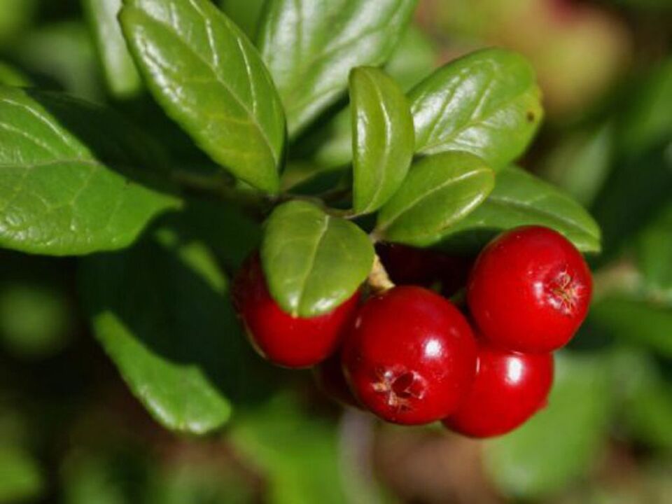 Cranberry for cystitis in women